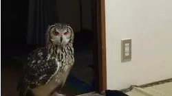 Owl Intrigued By Stuffed Animal