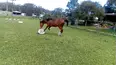 TPC That's My Pet