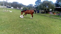 TPC That's My Pet | Horses | Ep. 9