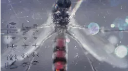 Mosquito Mayhem