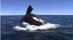 Water's Voices