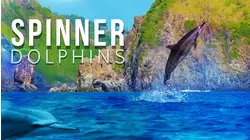 Spinner Dolphins