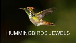 Hummingbirds Jewels