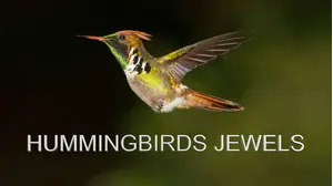 Hummingbirds Jewels