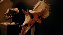 The Last Triceratops