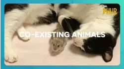 Co-existing Animals