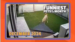 Funniest Pets of the Month | Ep. 2.1