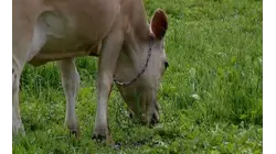 Millions in disaster relief now available for Connecticut farmers hit by floods, drought and frost