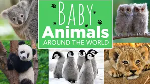 Baby Animals Around the World