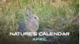 April (Nature's Calendar)