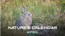 April