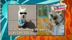 Goodies VS. Baddies | Skateboarding Skippers & Pet Pranksters