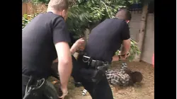 World's Wildest Police Videos