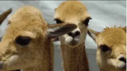 Why Vicuña Wool Is So Expensive