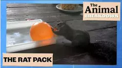 The Animal Breakdown | The Rat Pack