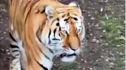 Tiger Fatally Mauls Man at Wildlife Park in England