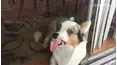 Animals Unscripted