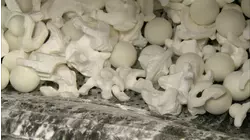 Knee Replacements and Lavender