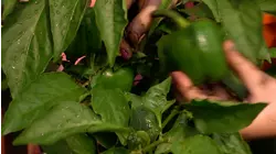 Geocaching/Farm to School