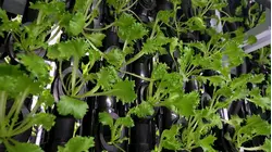 Made in Connecticut: Does Good Gardens opens new hydroponic garden