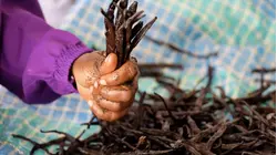 Vanilla Is The 2nd Most Expensive Spice. So Why Do Madagascar's Farmers Live In Poverty?