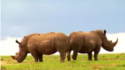 Rhinos of Enasoit