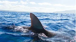 How Researchers Are Learning More About Great White Sharks