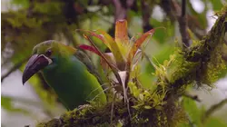 From The Andes To The Galapagos Islands