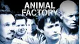 Animal Factory [Broadcast Edit]