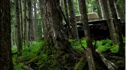 Alaskan Adventure