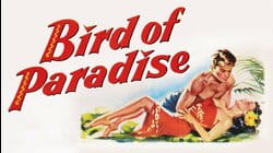 Bird of Paradise