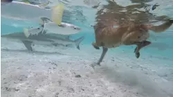 Strong Swimmers