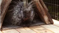 Downtown Porcupines