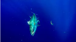 The Tuna Magic Hour