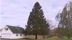 2025 Rockefeller Center Christmas Tree Has Been Selected!