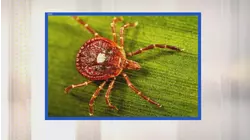 Man's death believed to be linked to tick-bite allergy