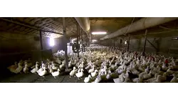 Crescent Duck Farm in Aquebogue reopens nearly 2 years after bird flu outbreak