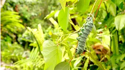 Secret Life of the Bugs & Butterflies