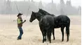 Heartland