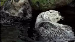 Psychic Cats and Fuzzy Otters