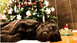Being mindful of pets with holiday decorations