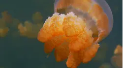 Giants of Palau