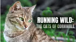 Running Wild: The Cats Of Cornwall