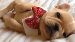 Puppies and Beyond
