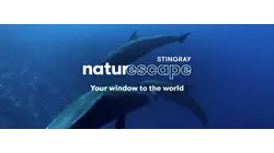 Dolphin Voyage Relaxation