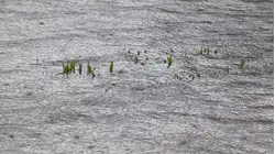 Freeport flooding swamps streets, shuts down business despite stormwater improvements