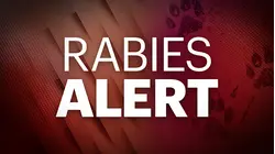 Raccoon tests positive for rabies in Linden