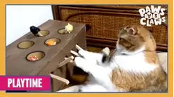 Paws VS. Claws | Playtime