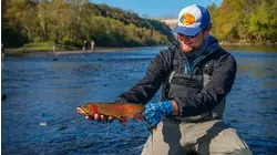 Taneycomo Trout