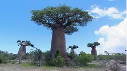 Madagascar - A Multifaceted Land